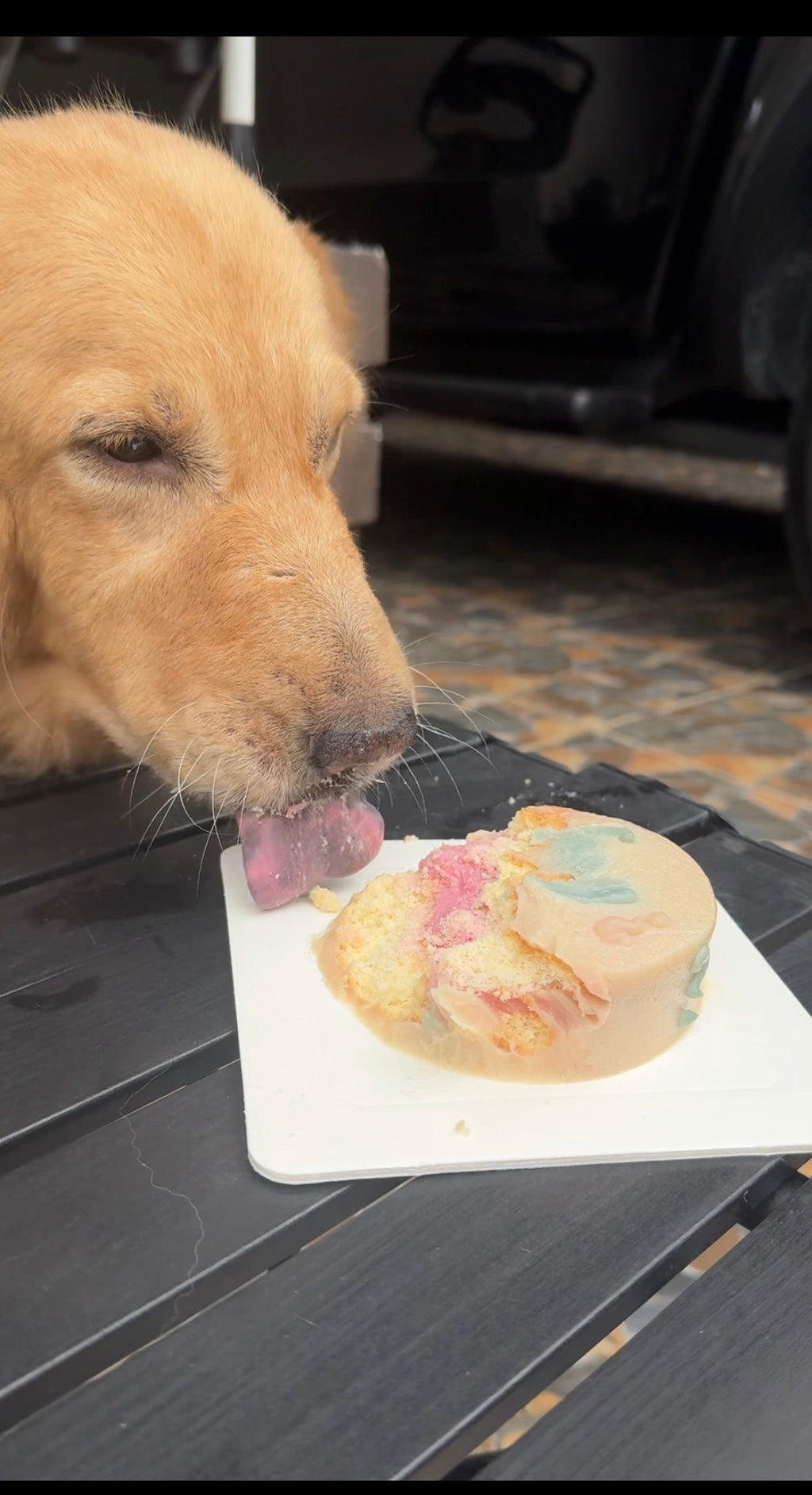 Gender Reveal Dog Cake (Pre-Order only)